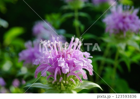 たいまつばなの花 たいまつばなの花 123593836