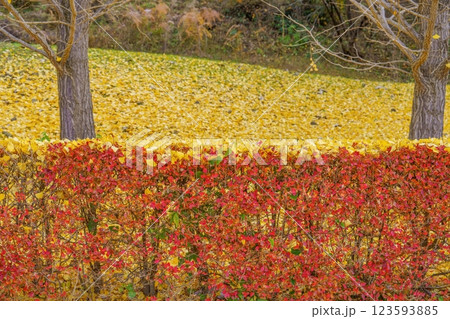 ドウダンツツジの紅葉の上に落ちたきれいに色づいたイチョウの落ち葉の情景 123593885