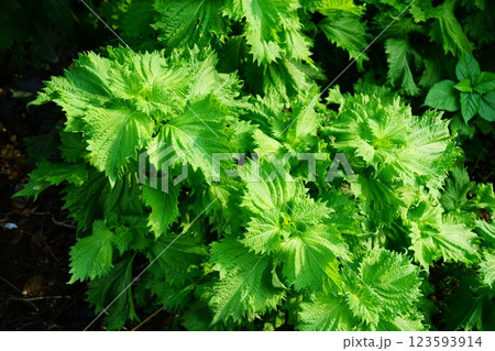 青紫蘇 青紫蘇 123593914