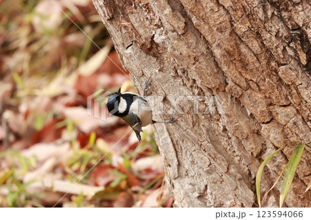 冬の林で、餌の昆虫を探す小鳥、シジュウカラ 123594066