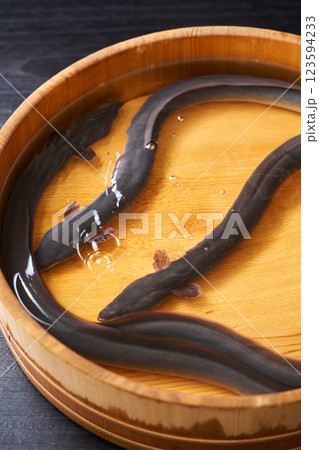 桶の中で泳ぐ鰻 桶の中で泳ぐ鰻 123594233