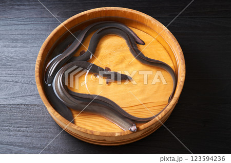 桶の中で泳ぐ鰻 桶の中で泳ぐ鰻 123594236