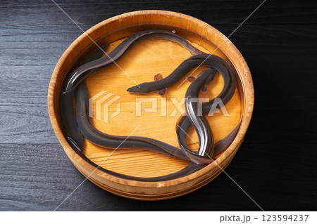 桶の中で泳ぐ鰻 桶の中で泳ぐ鰻 123594237