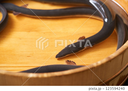 桶の中で泳ぐ鰻 桶の中で泳ぐ鰻 123594240