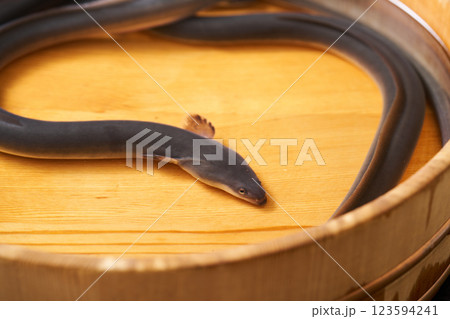 桶の中で泳ぐ鰻 123594241
