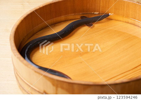 桶の中で泳ぐ鰻 桶の中で泳ぐ鰻 123594246