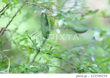 フィンガーライムの実 123594259