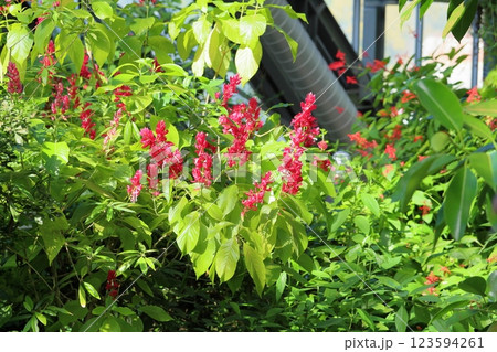 鮮やか メガスケパスマ エリトロクラミスの花 鮮やか メガスケパスマ エリトロクラミスの花 123594261