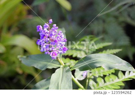 ブルージンジャーの花 ブルージンジャーの花 123594262