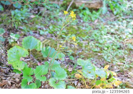 ツワブキの花 ツワブキの花 123594265