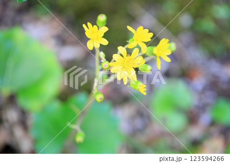 ツワブキの花 ツワブキの花 123594266