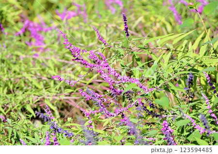 爽やか　サルビア　レウカンサの花 123594485