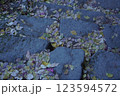 石段に落ちたカラフルな紅葉 123594572