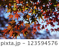 光で透き通る紅葉のグラデーション 123594576