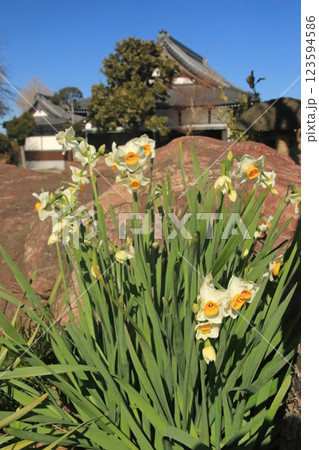 スイセン 123594586