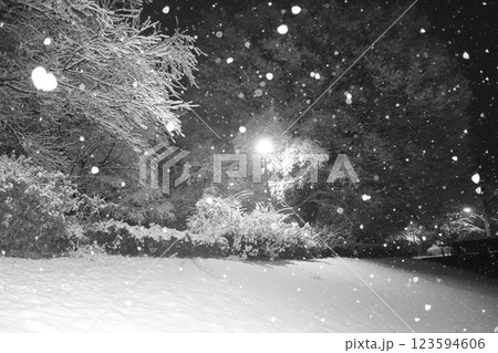 本庄総合公園　雪化粧 123594606