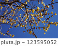 青空と蝋梅の蕾 123595052