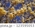 木に枝に密集する蝋梅の花 123595053