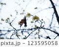 雨の中懸命に咲く蝋梅 123595058
