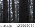 雨の日の森の中 123595059