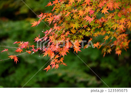 山のもみじの色づき始め 123595075