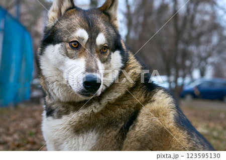 Domestic nice serious dog west siberian laika on walk 123595130