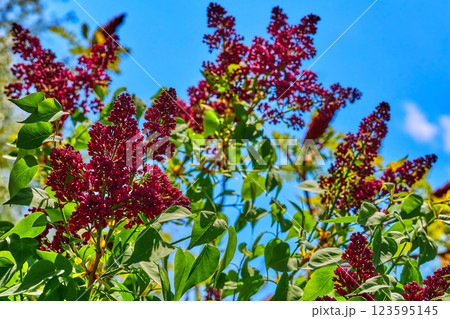 Spring sunny branches of pink purple lilac in garden park.Love tenderness 123595145