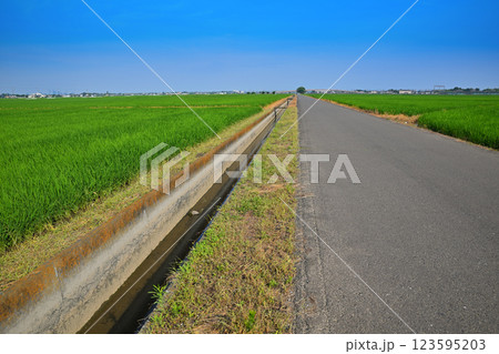 首都圏　夏の田園風景　古谷付近　川越市 123595203