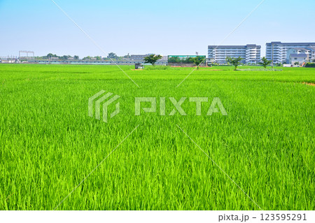 首都圏　夏の田園風景　川越線　古谷付近　川越市 123595291