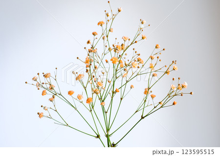 オレンジ色の霞草 123595515