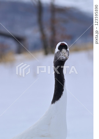 丹頂鶴 丹頂鶴 123595890