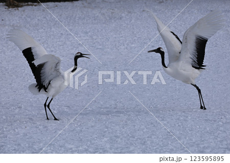 丹頂鶴・鶴の舞 123595895