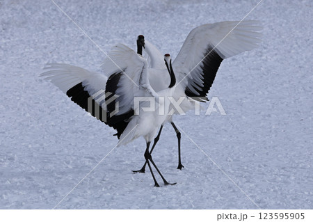 丹頂鶴・鶴の舞 123595905