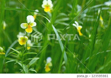 White yellow violets on a green grass meadow White yellow violets on a green grass meadow 123595981