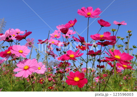 コスモス 123596003