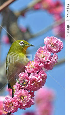 満開の紅梅にメジロ （ 春イメージ ）（ ほのぼのイメージ ） 123596133