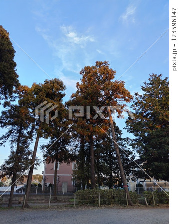 森の端っこで夕日で杉が赤かった 123596147