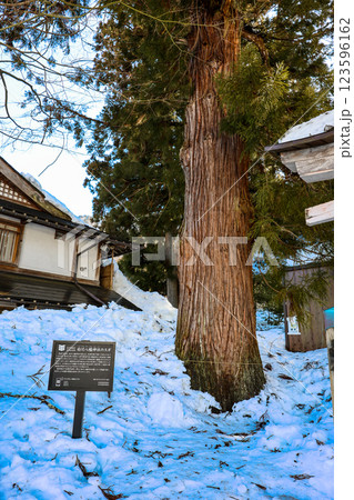 白川八幡神社のスギ（縦） 123596162