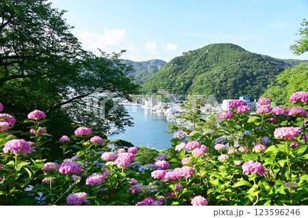 下田あじさい祭り 123596246