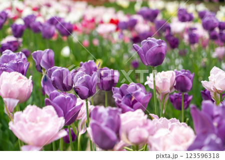 美しいチューリップの花 123596318
