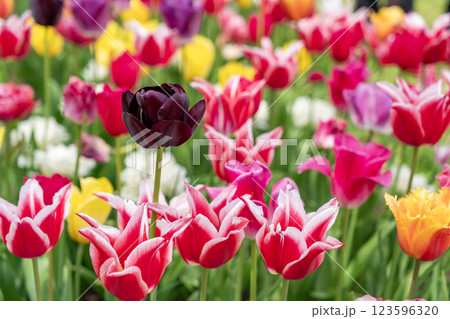 美しいチューリップの花 123596320