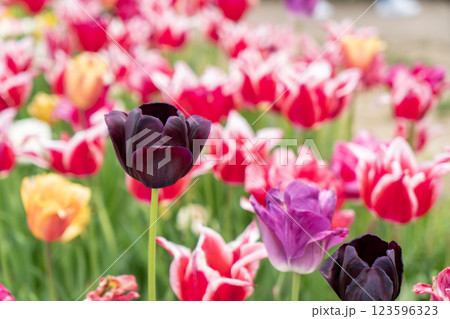 美しいチューリップの花 123596323