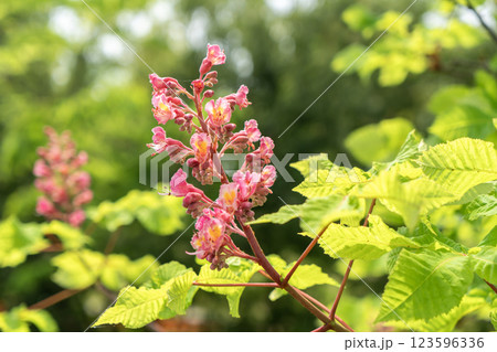 赤いベニバナトチノキの花 123596336