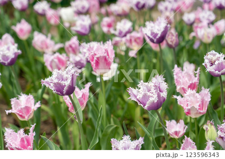 春の花壇に咲くピンクのチューリップ 123596343