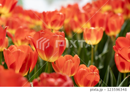 赤いチューリップ 赤いチューリップ 123596348