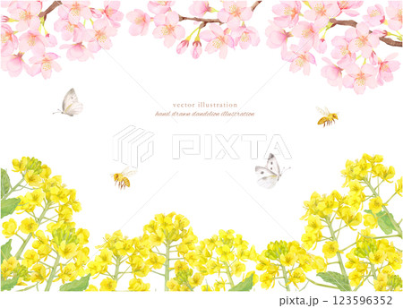 水彩で描いた桜と菜の花のフレーム背景素材 123596352