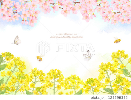 水彩で描いた桜と菜の花のフレーム背景素材 123596353