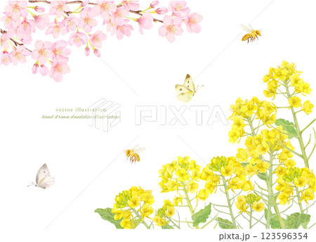 水彩で描いた桜と菜の花のフレーム背景素材 123596354