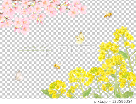 水彩櫻花和油菜花框架背景材料 水彩櫻花和油菜花框架背景材料 123596354