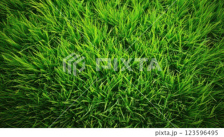 《AI画像》緑色の芝生 123596495